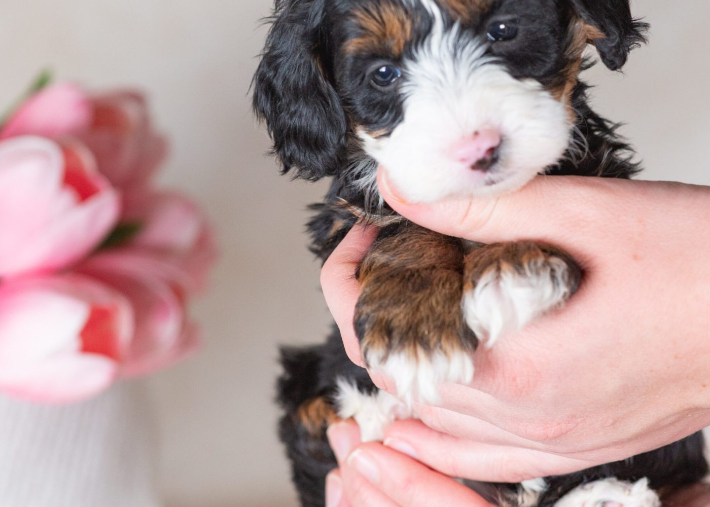 miniature bernedoodles