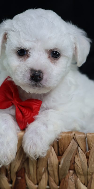 miniature bichon - Teddy Bear Breeder