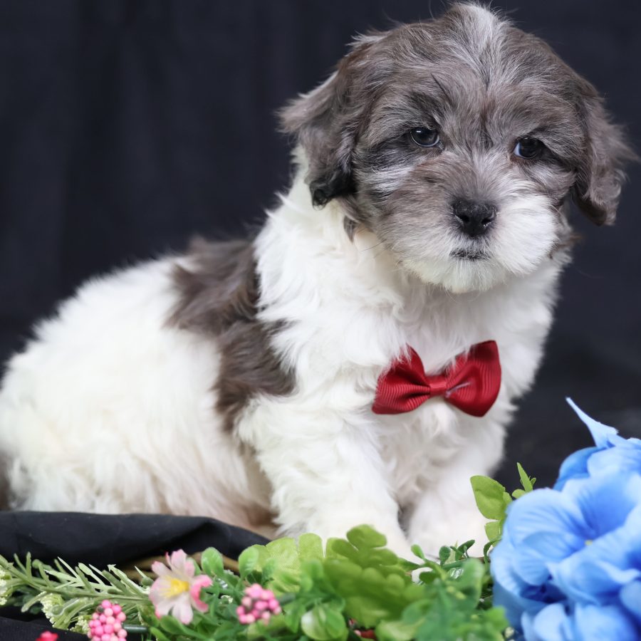 miniature teddy bear for sale