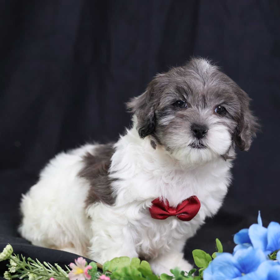 miniature teddy bear puppies for sale
