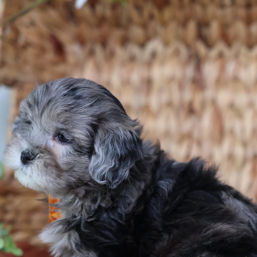 merle teddy bear puppy for sale