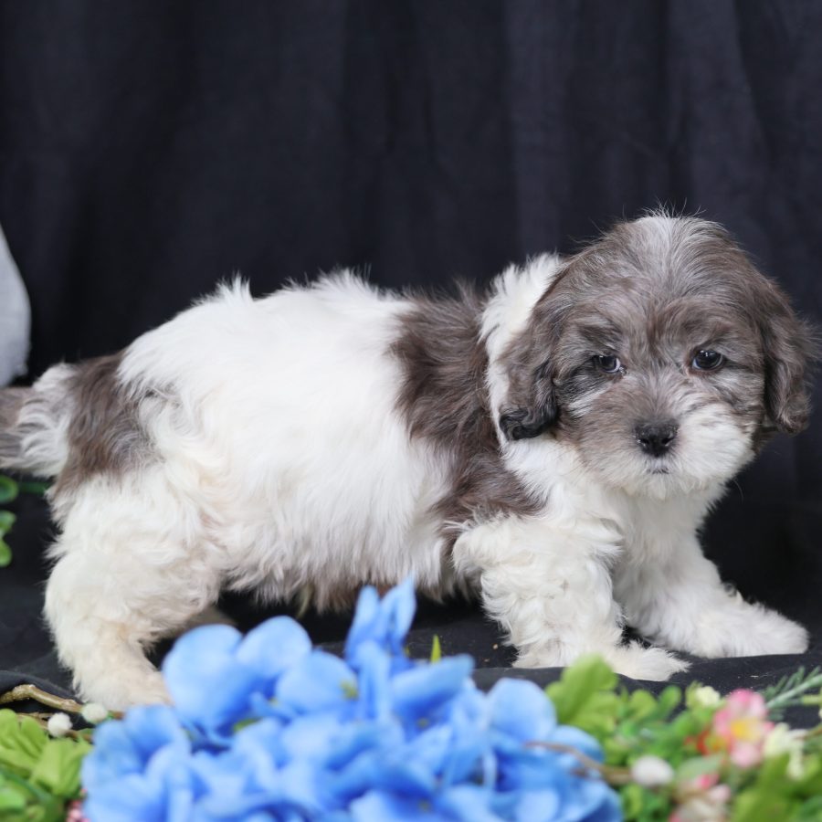 miniature teddy bear puppy