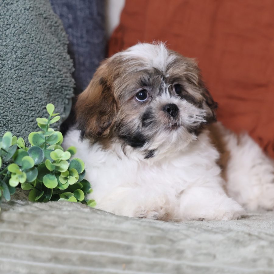 miniature teddy bear puppies for sale