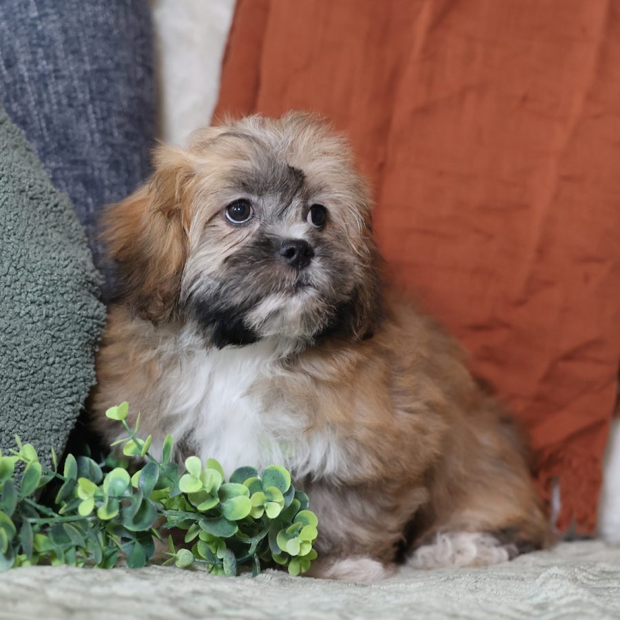 miniature teddy bear puppies for sale