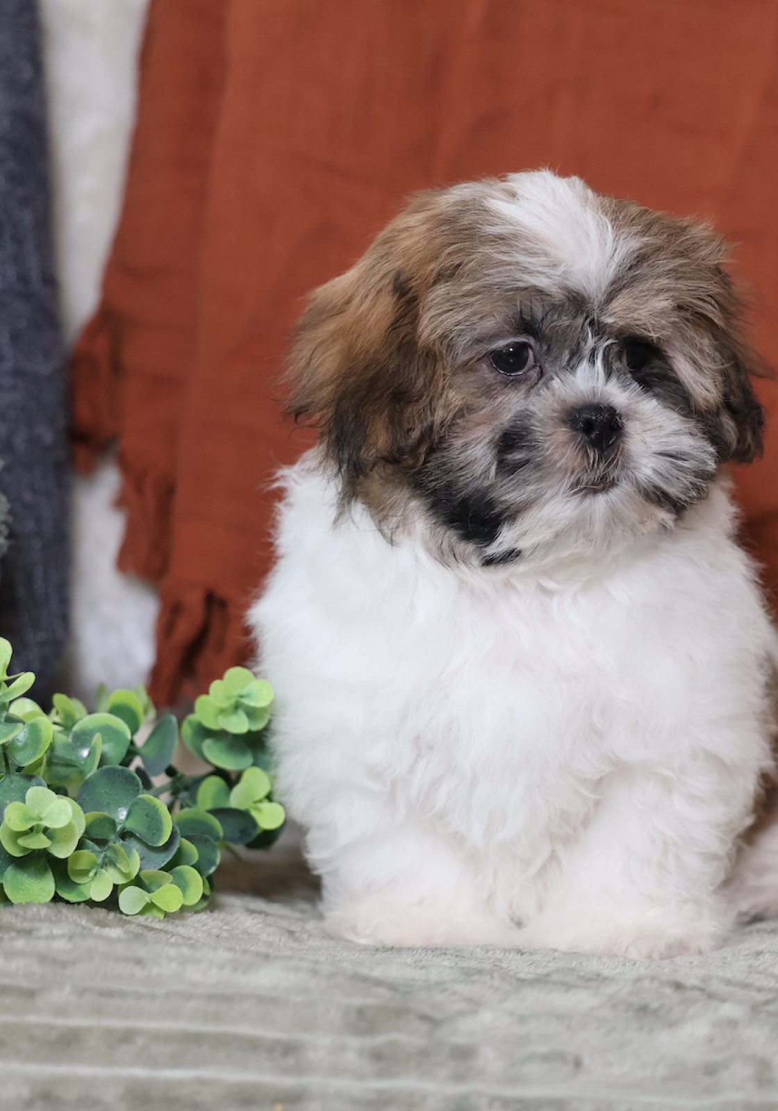 miniature teddy bear puppies for sale