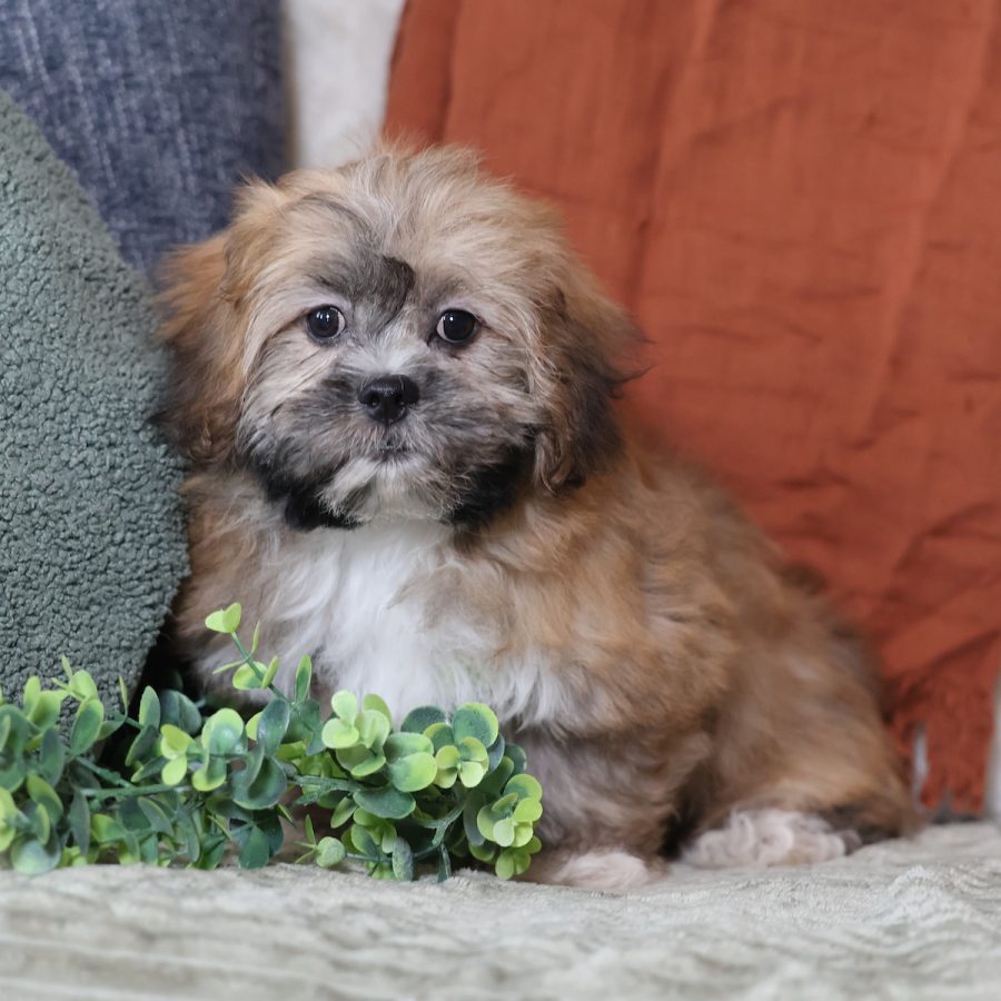 miniature teddy bear puppies for sale