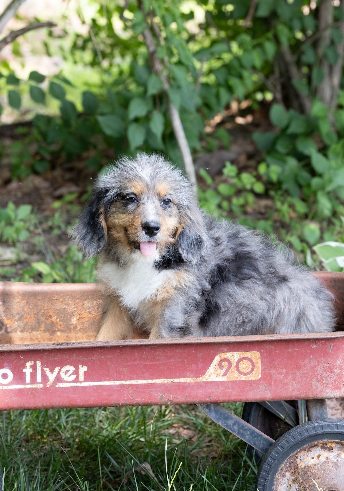 munchkin bernedoodle