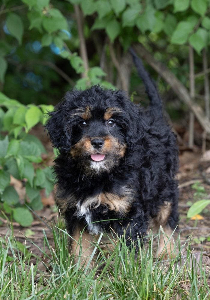 munchkin bernedoodle breeders near me