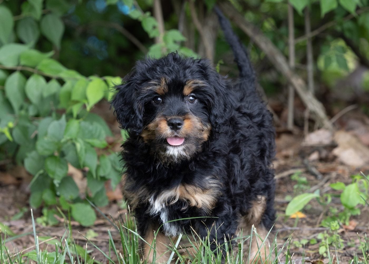 munchkin bernedoodle breeders near me