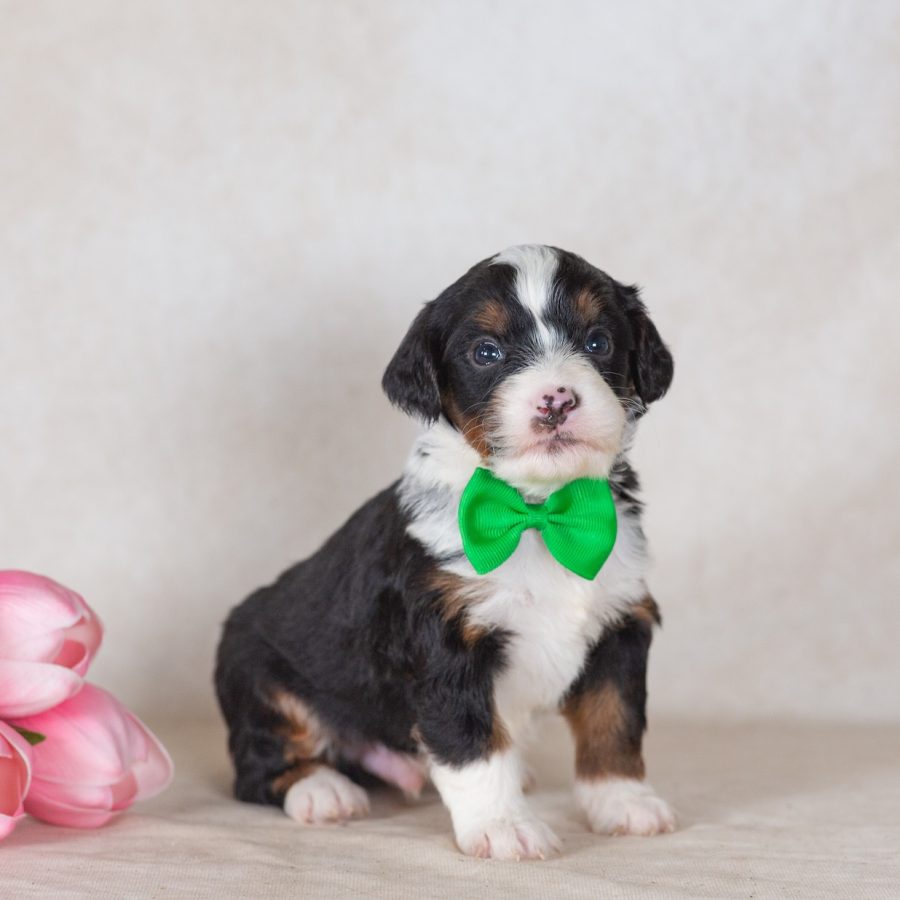 munchkin bernedoodle breeders near me new jersey