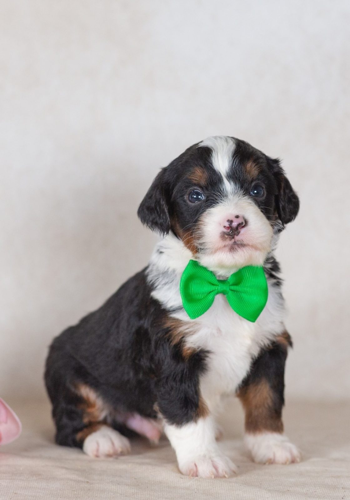 munchkin bernedoodle breeders near me new jersey