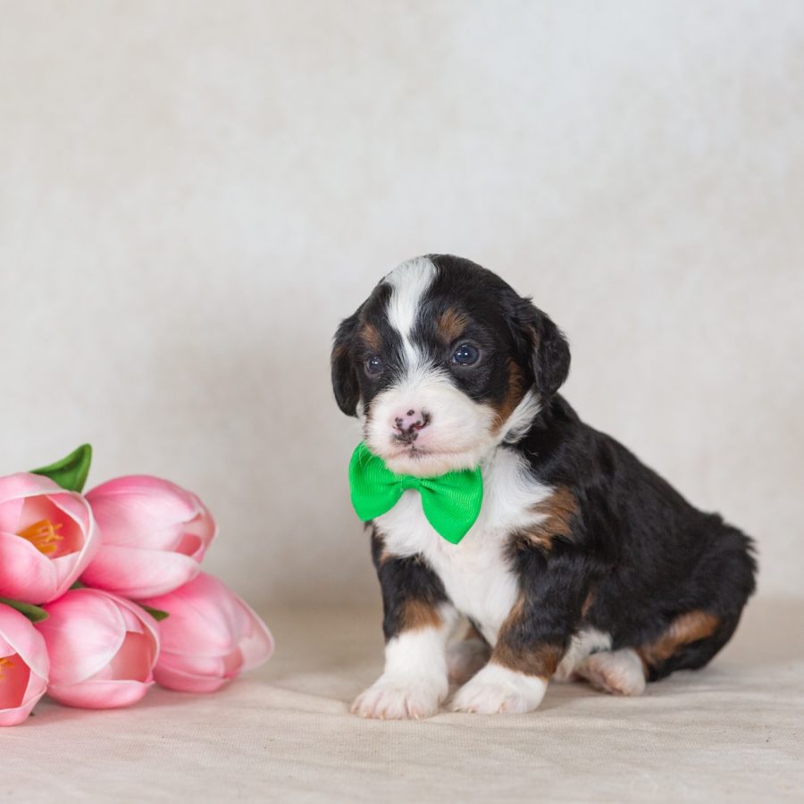 munchkin bernedoodle breeders near me