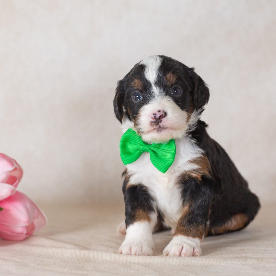 munchkin bernedoodle breeders new york