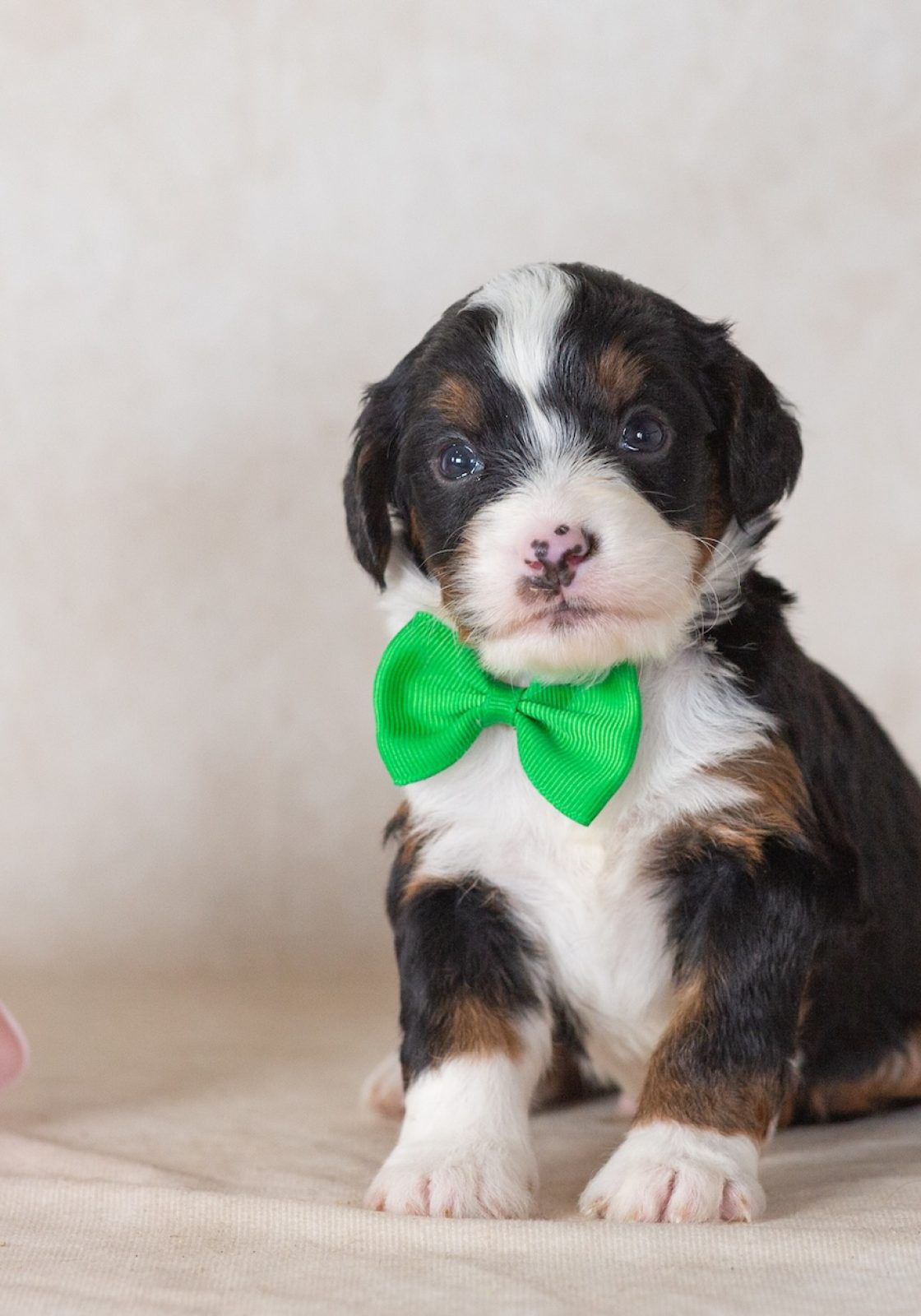 munchkin bernedoodle breeders new york