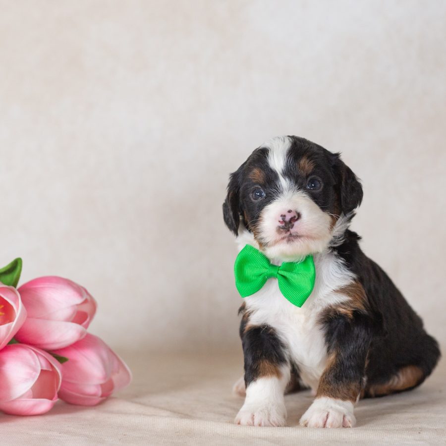 munchkin bernedoodle breeders pa