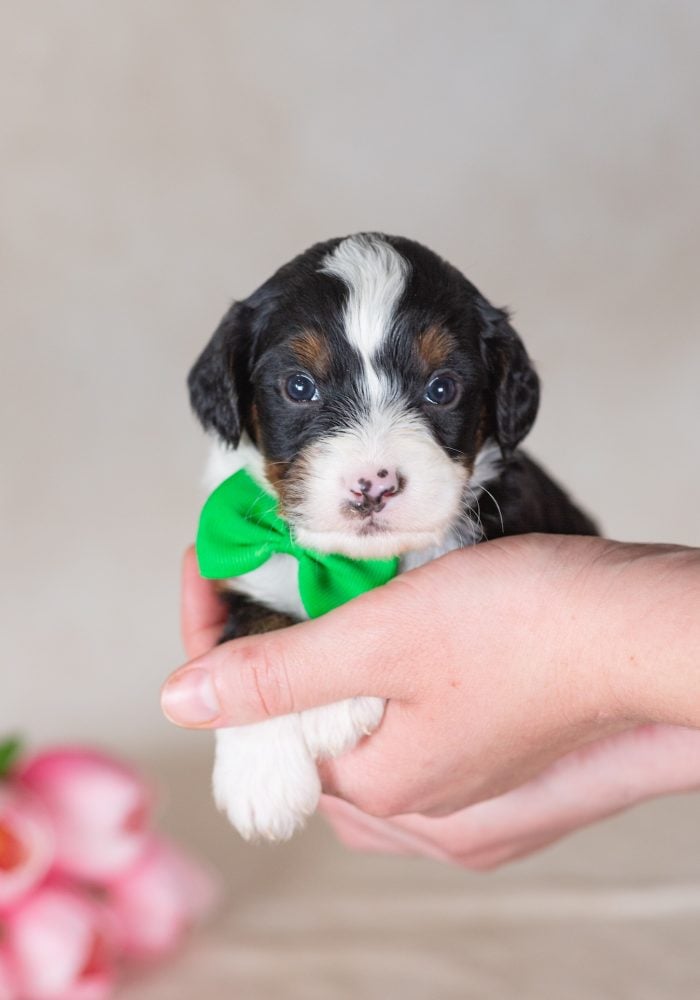 munchkin bernedoodle breeders