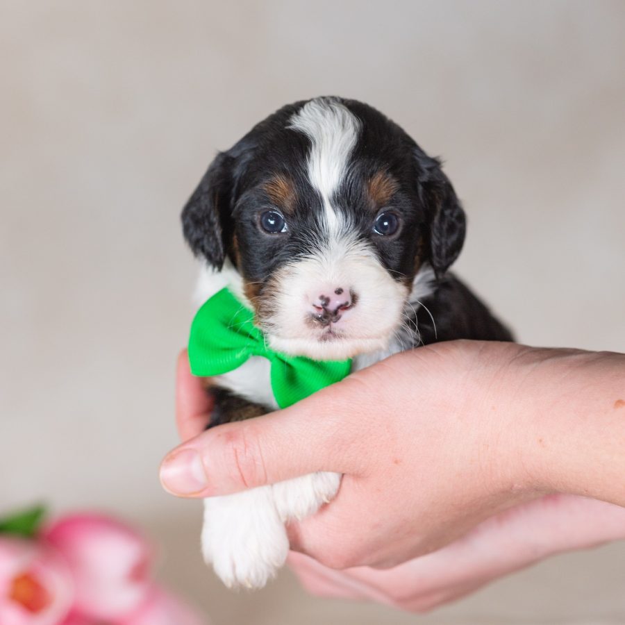 munchkin bernedoodle breeders