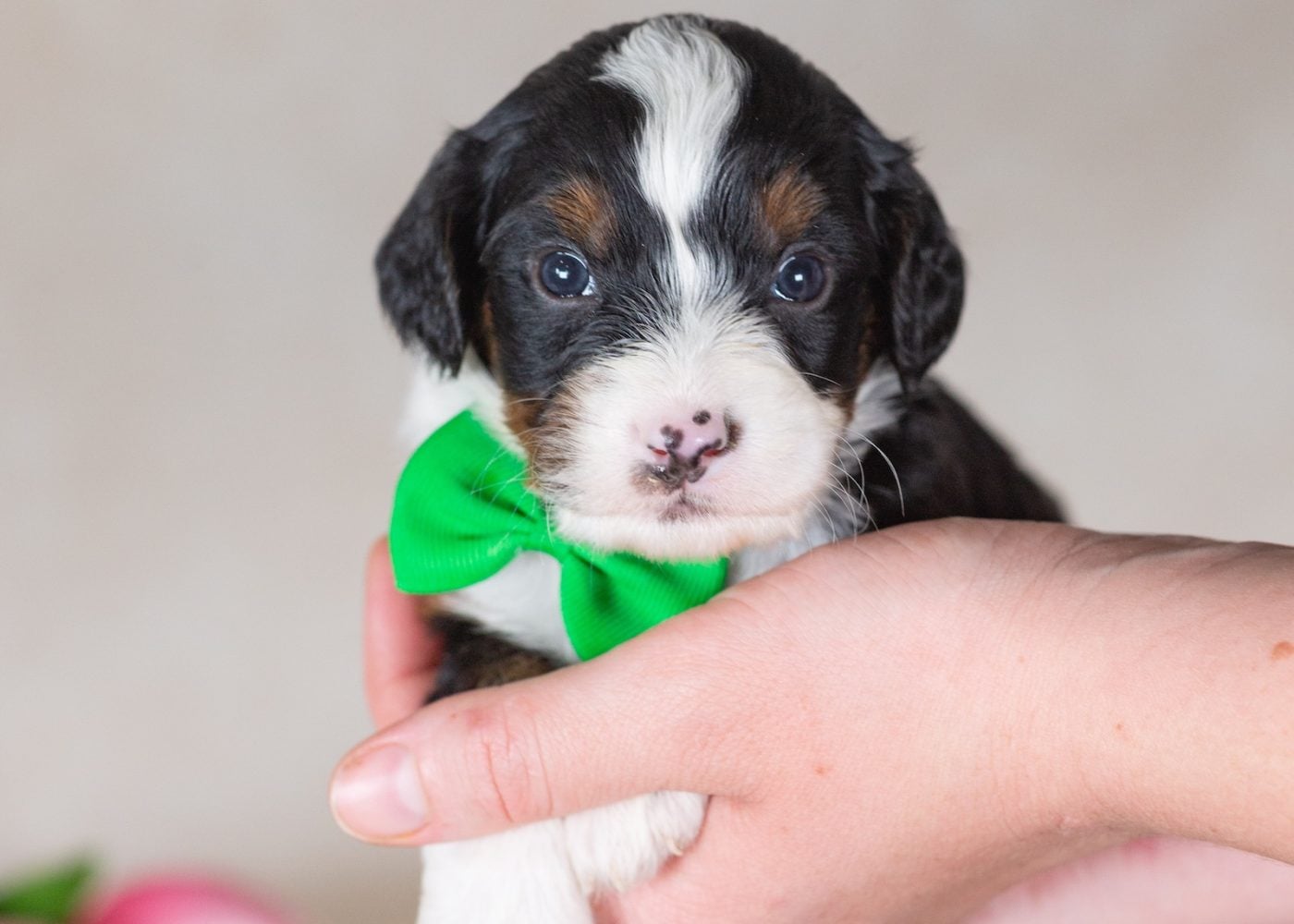 munchkin bernedoodle breeders