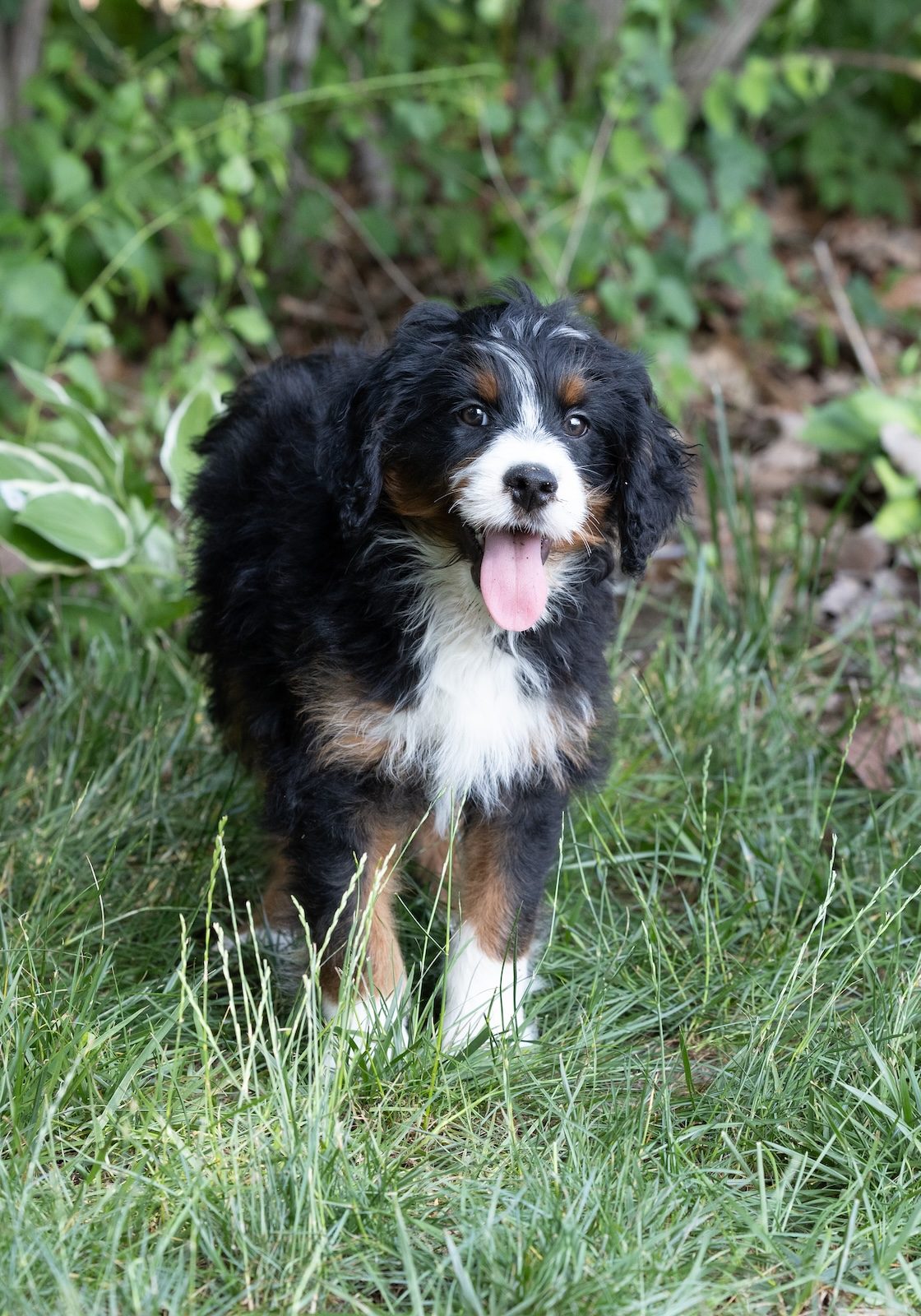 munchkin bernedoodle for sale near me
