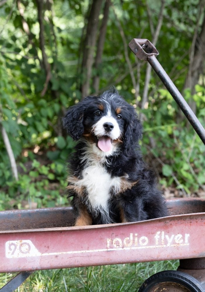 munchkin bernedoodle for sale