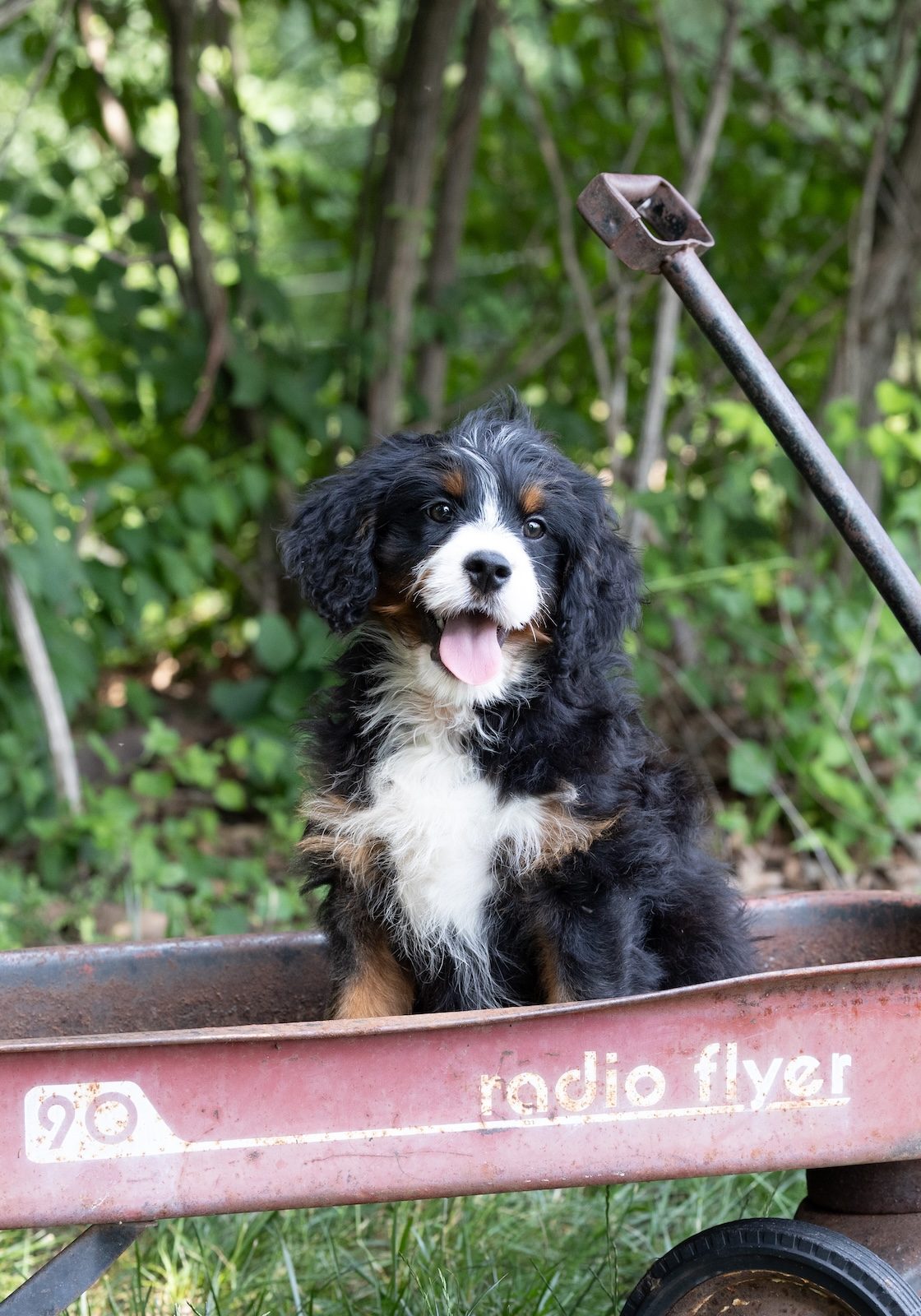 munchkin bernedoodle for sale