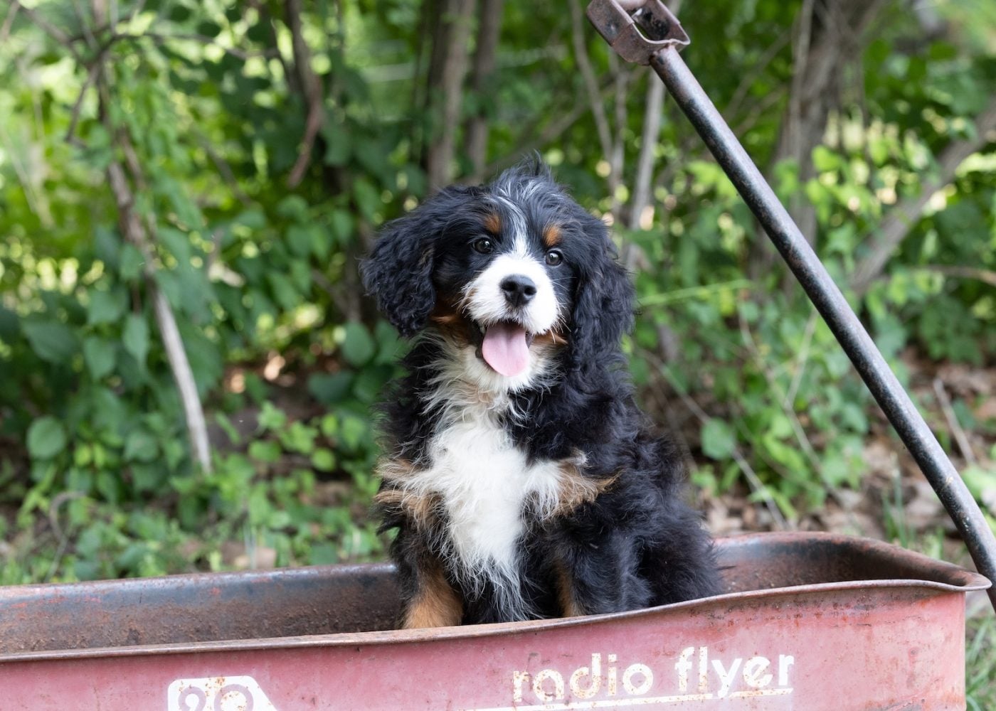 munchkin bernedoodle for sale