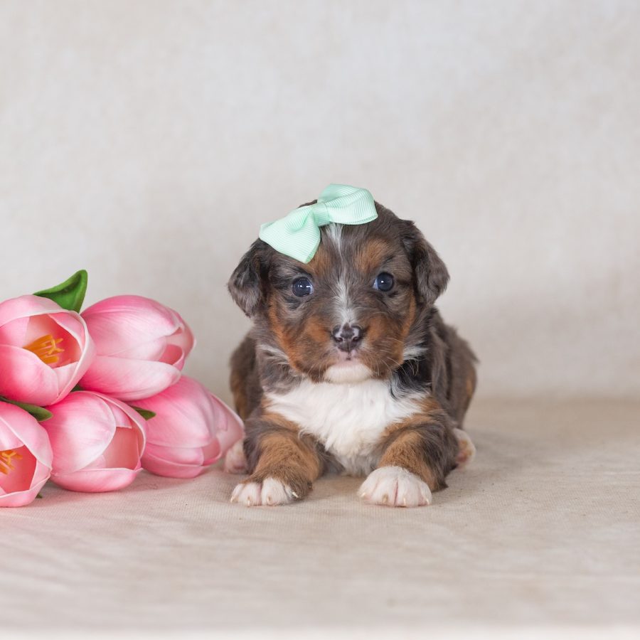 munchkin bernedoodle near me for sale