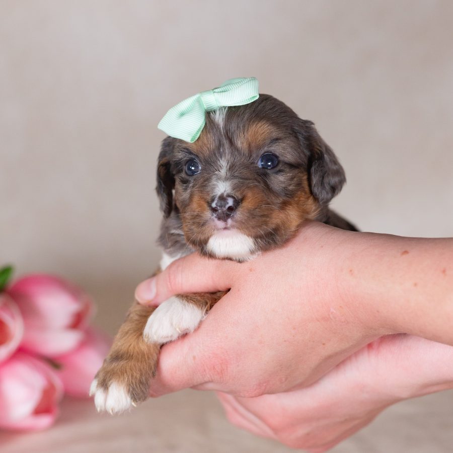 munchkin bernedoodle near me new york city
