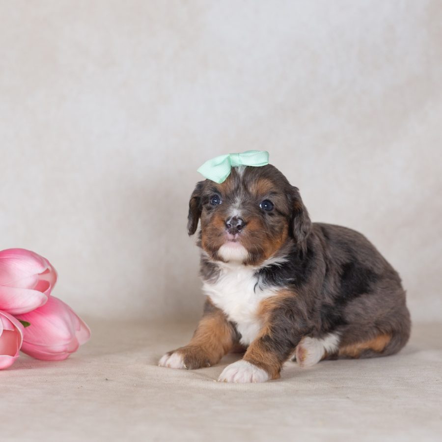 munchkin bernedoodle near me new york