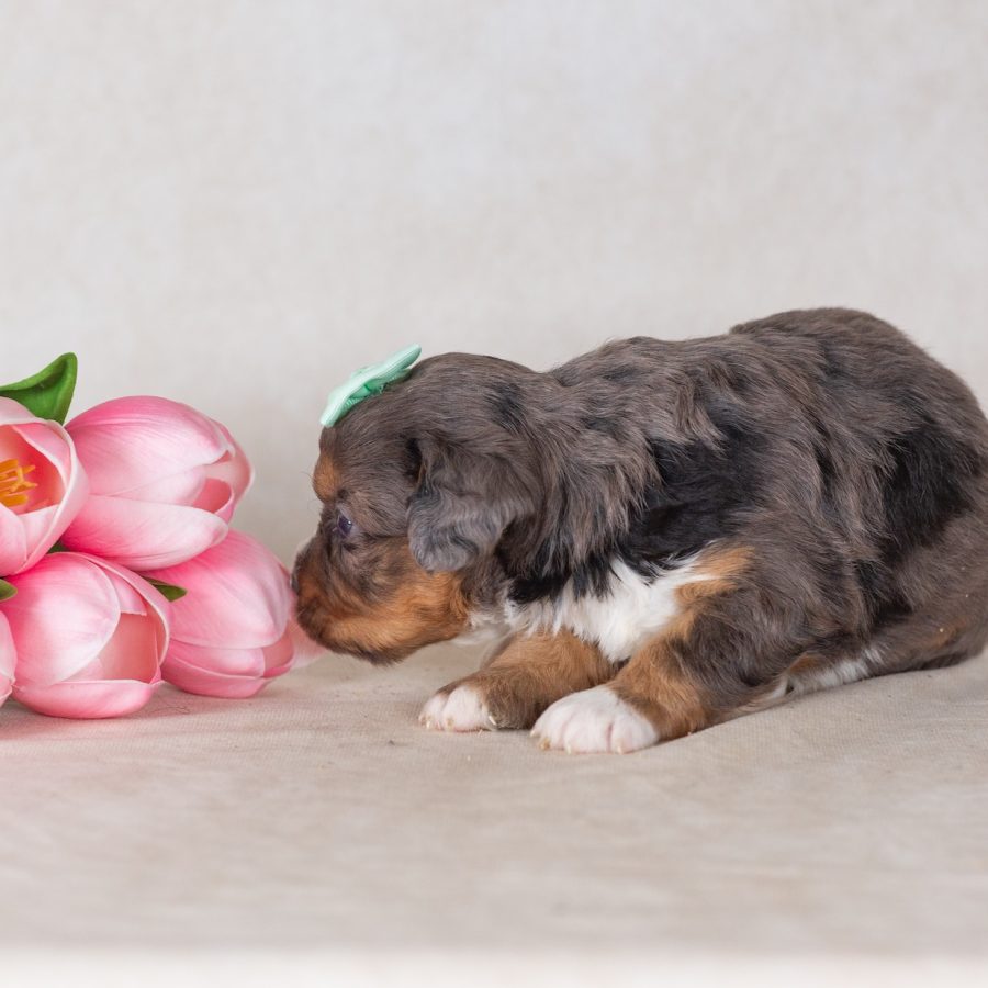 munchkin bernedoodle near me pa