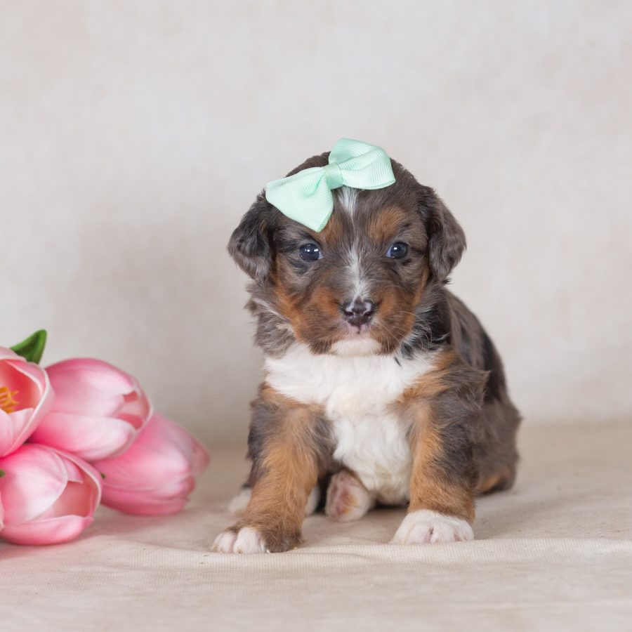 munchkin bernedoodle near me