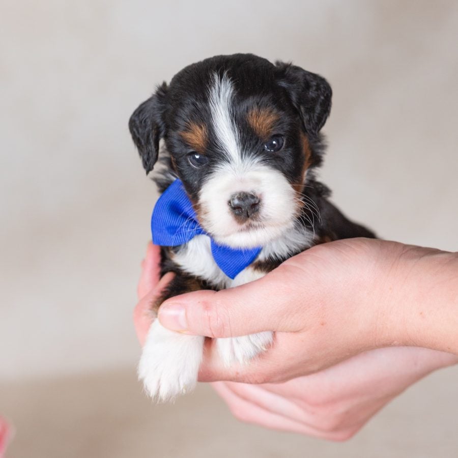 munchkin bernedoodle puppies