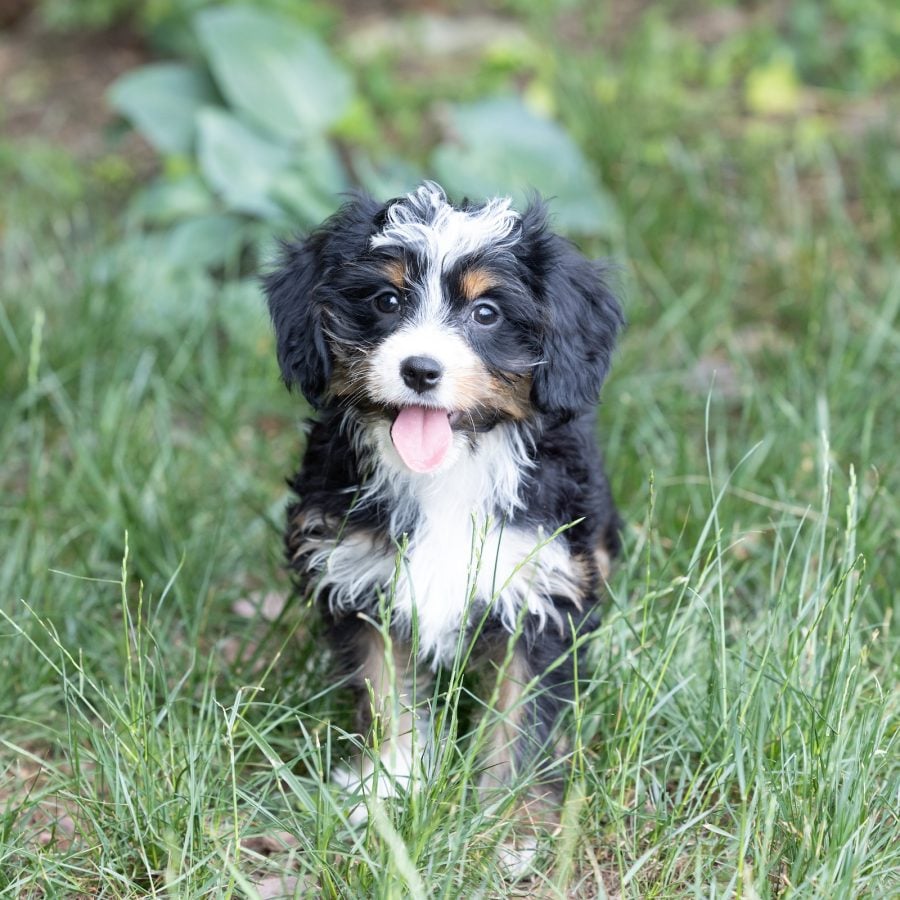 munchkin bernedoodle puppies