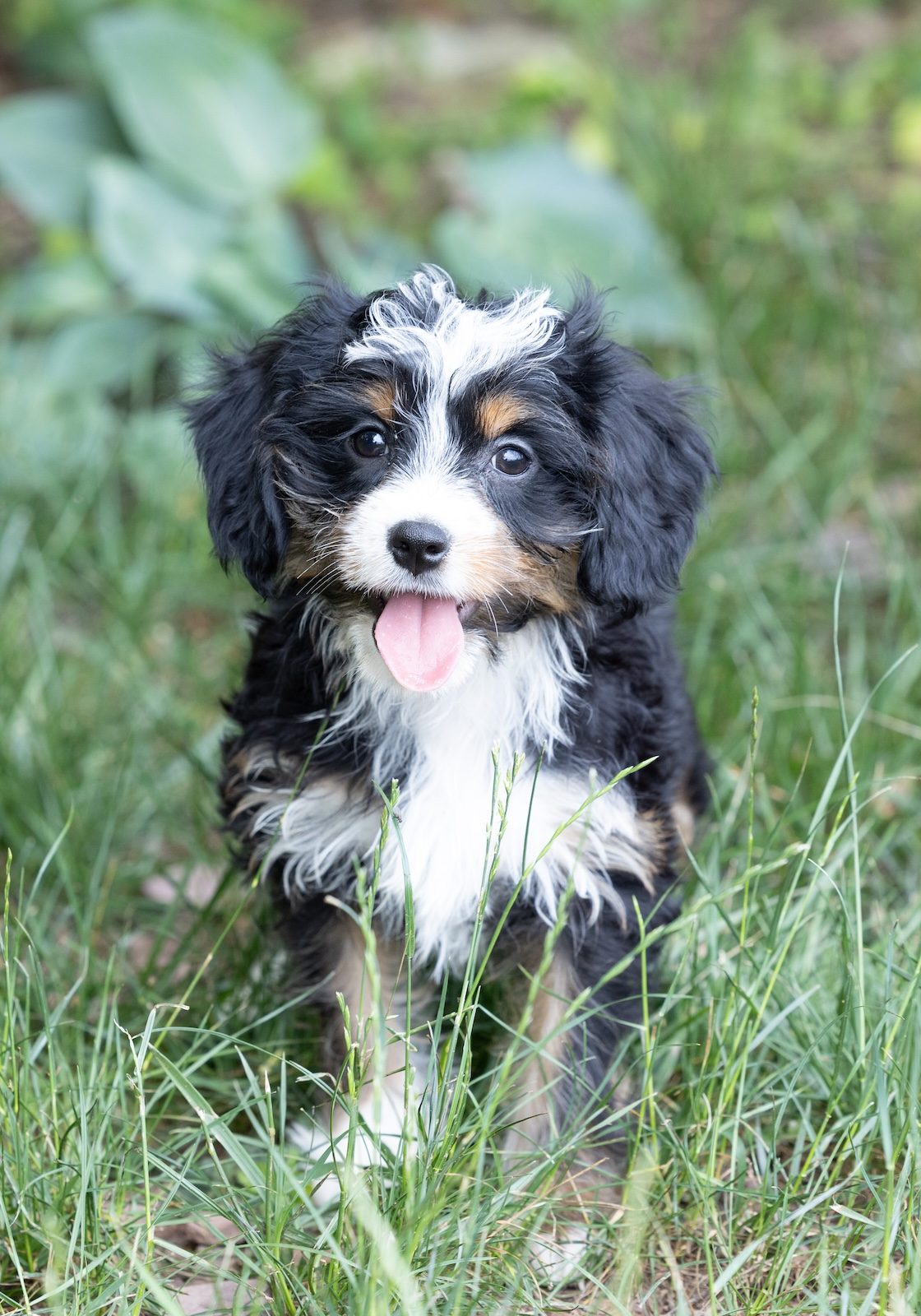 munchkin bernedoodle puppies