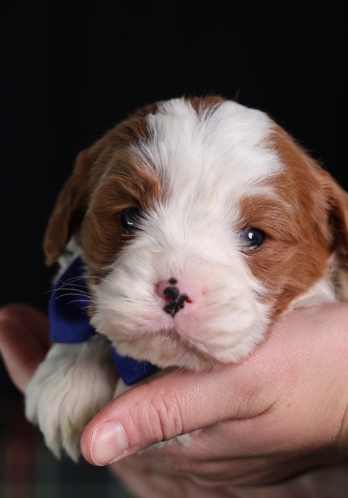 munchkin bernedoodle puppies for sale