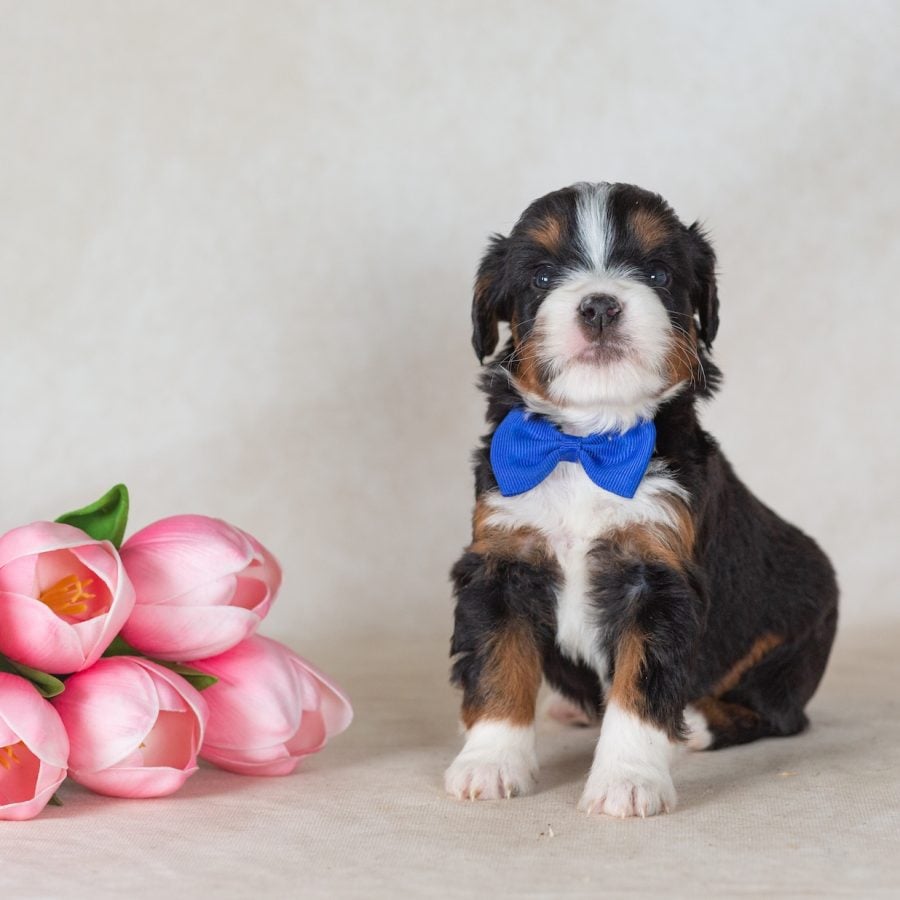 munchkin bernedoodle puppies for sale