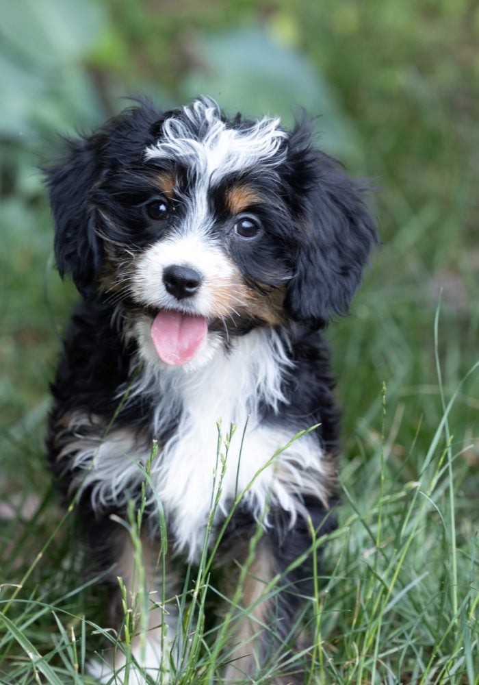 munchkin bernedoodle puppies for sale