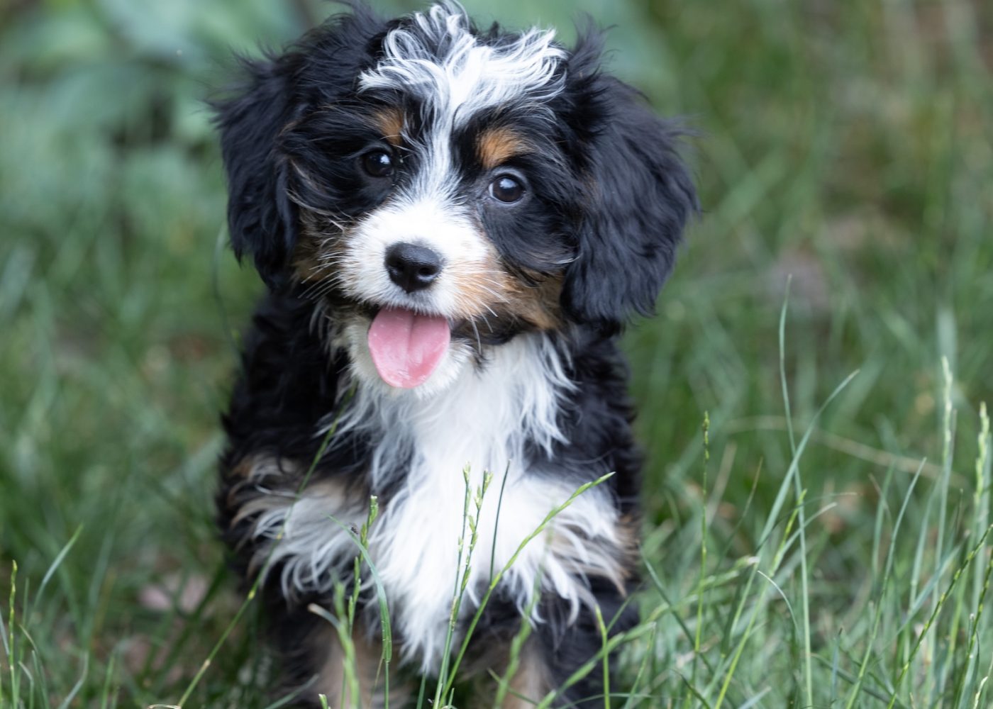 munchkin bernedoodle puppies for sale