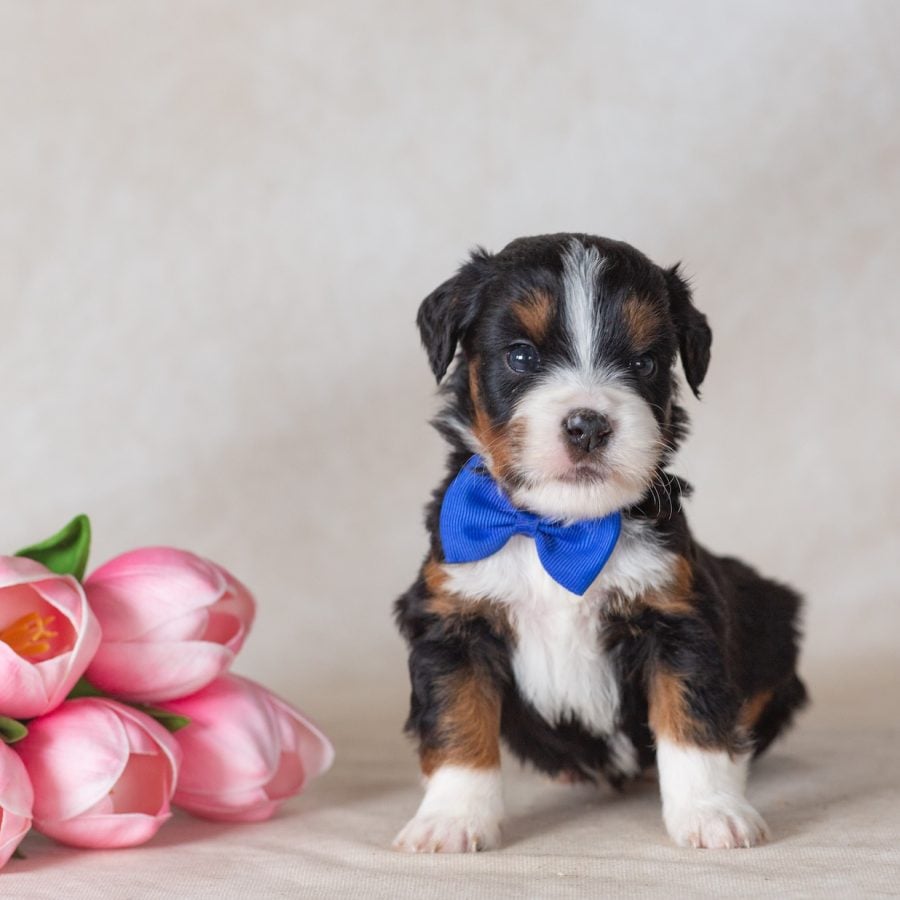 munchkin bernedoodle puppies for sale near me