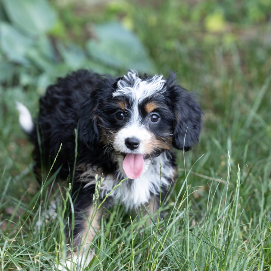 munchkin bernedoodle puppies for sale near me