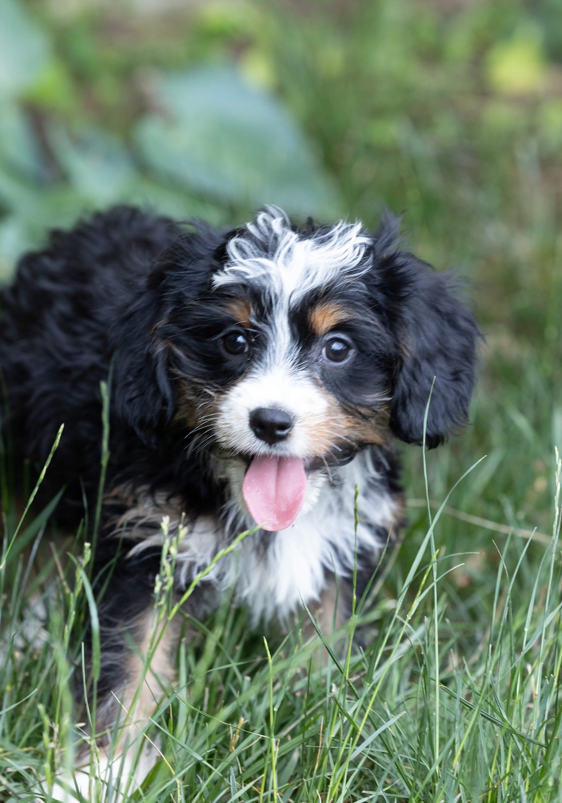 munchkin bernedoodle puppies for sale near me