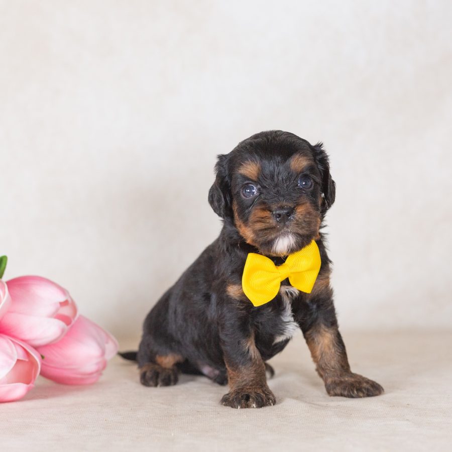 munchkin bernedoodle puppies for sale near me