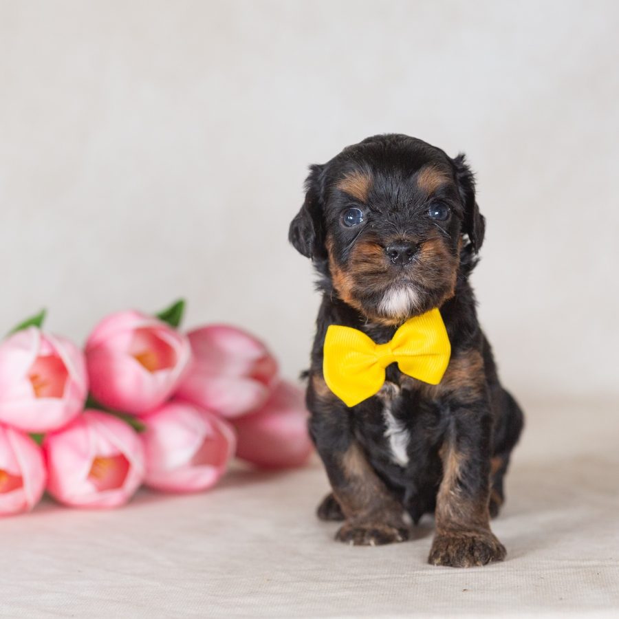 munchkin bernedoodle puppies for sale