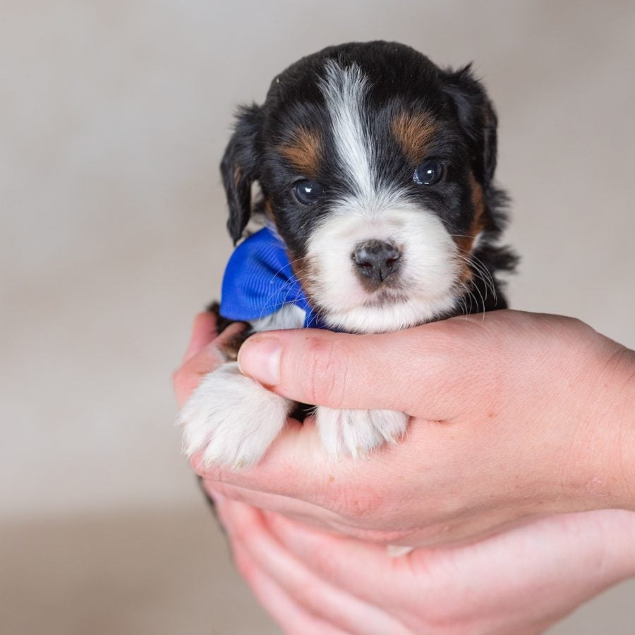 munchkin bernedoodle puppies new york