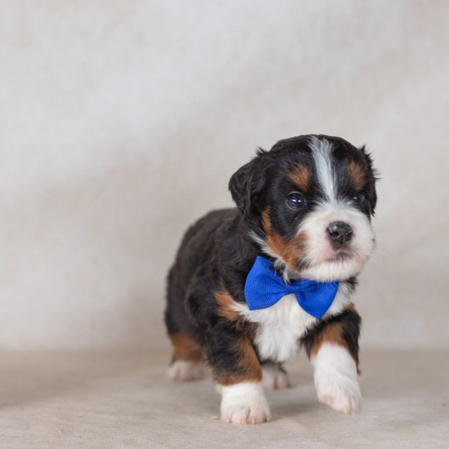 munchkin bernedoodle puppies pa