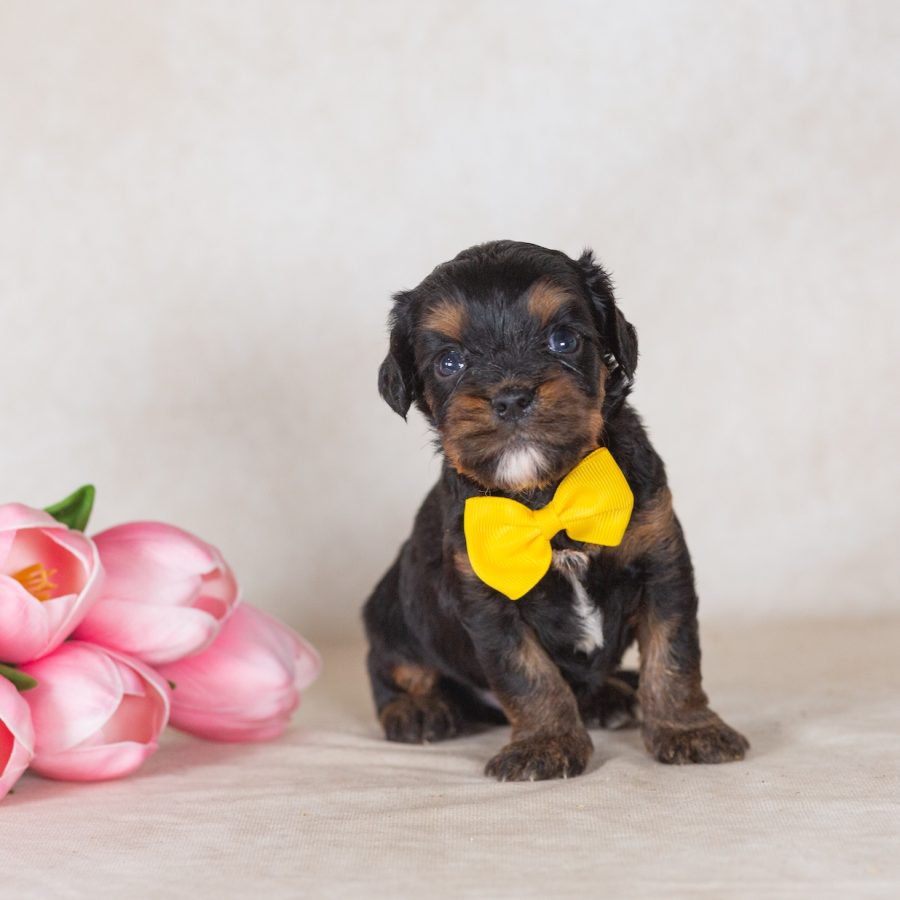 munchkin bernedoodle puppies