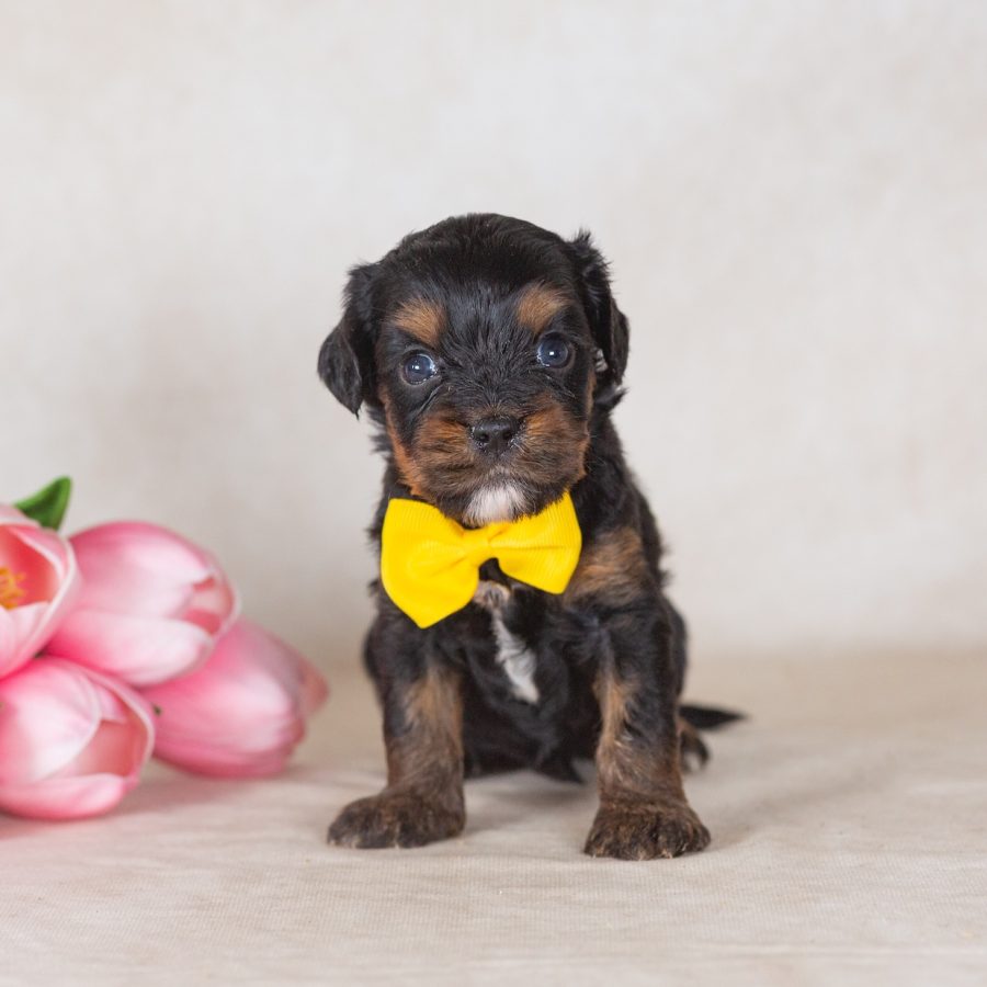 munchkin bernedoodle puppy