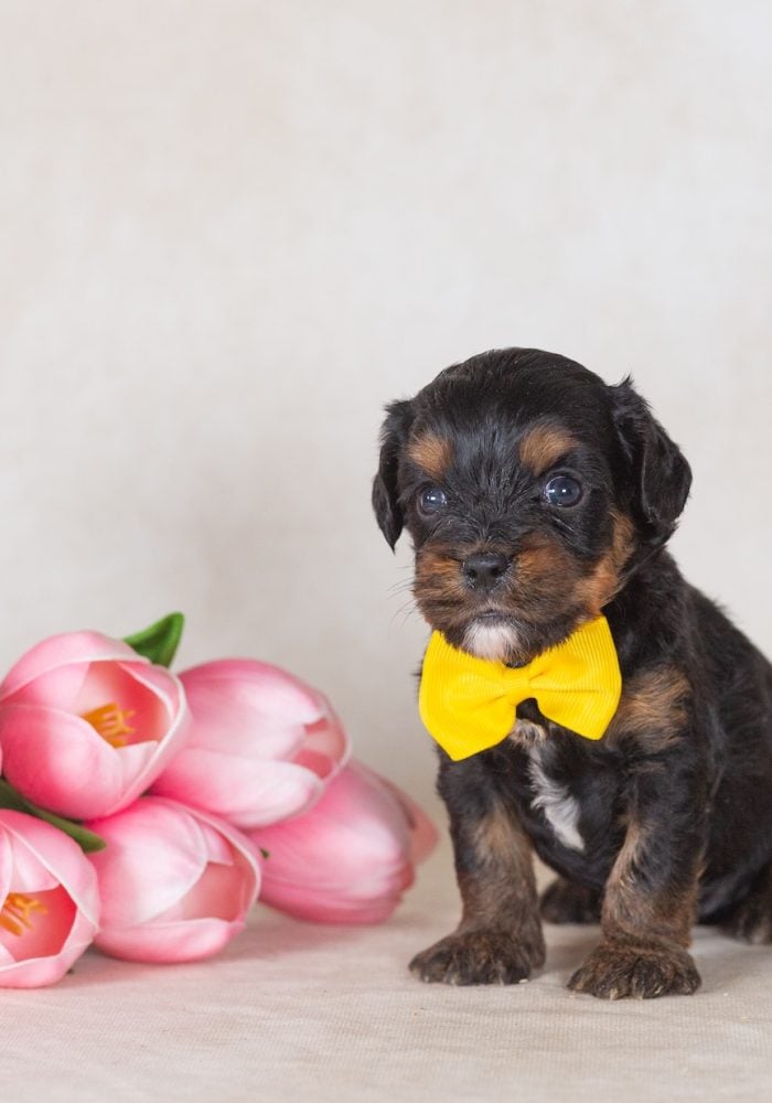 munchkin bernedoodles