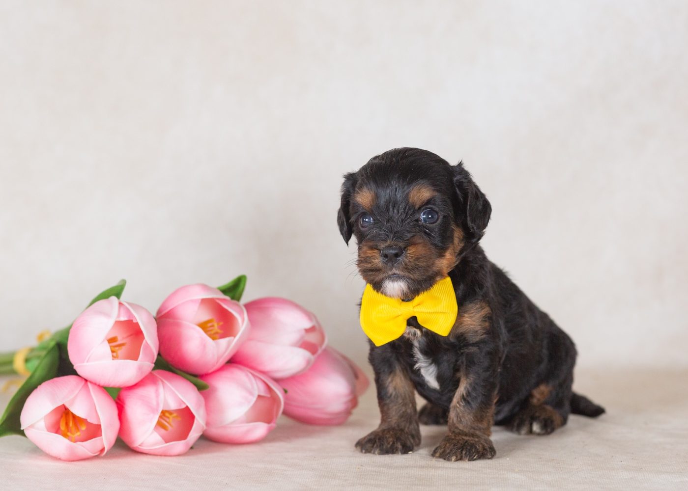 munchkin bernedoodles