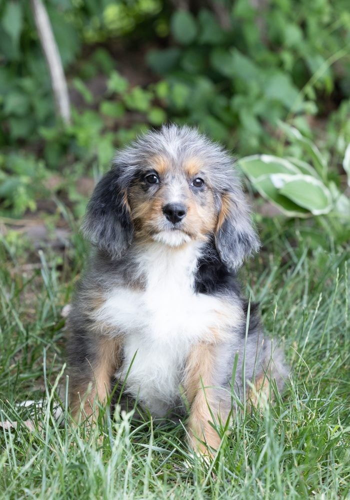 munchkin bernedoodles